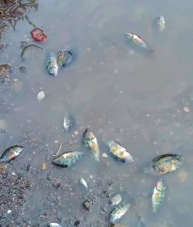 Alcoholera Provoca Mortandad De Peces En El R O Acayucan