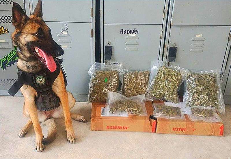 ¡BINOMIOS CANINOS DETECTAN 18 KILOS DE DROGAS!