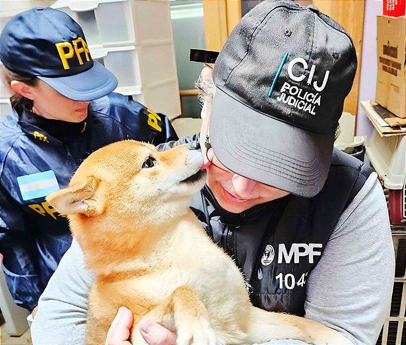 ¡RESCATAN A 23 PERROS SHIBA INU!- EN EL BARRIO DE BALVANERA, EN EL CENTRO DE BUENOS AIRES