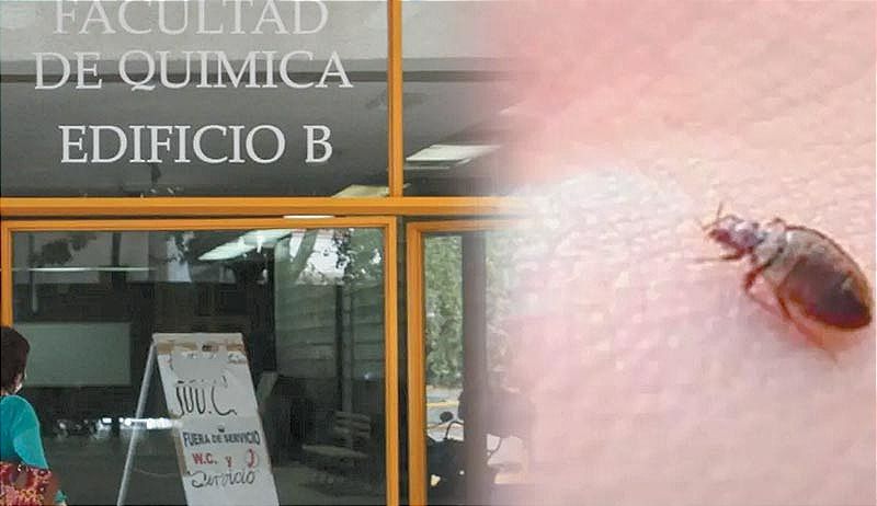 ¡POR PLAGA DE CHINCHES, SUSPENDEN CLASES EN FACULTAD DE QUÍMICA!