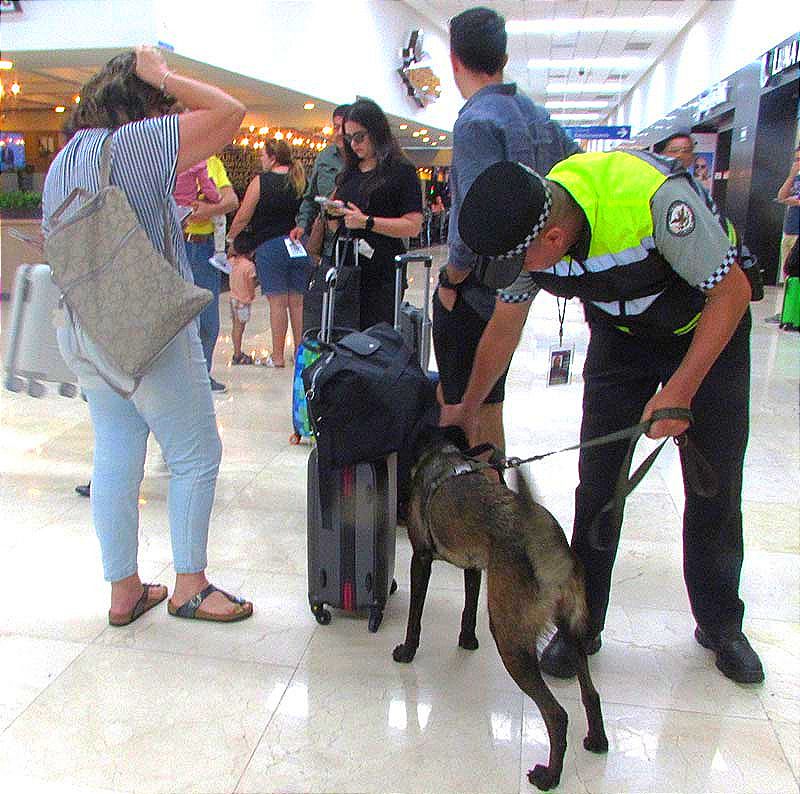 ¡AGENTE CANINO “LALA” REVISA LOS CHONES EN EL AEROPUERTO!