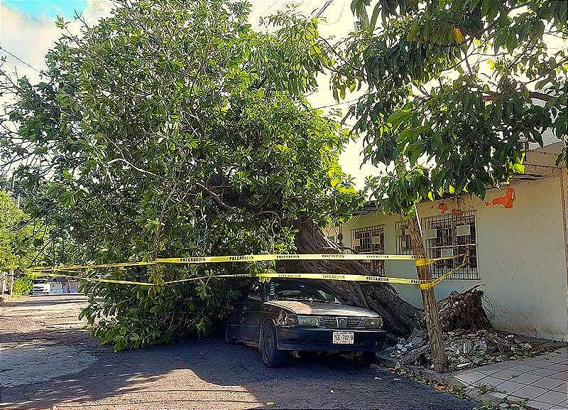 ¡ÁRBOL QUE SE VIENE ABAJO POR LAS RACHAS DE VIENTO TERMINA APLASTANDO UN AUTO!