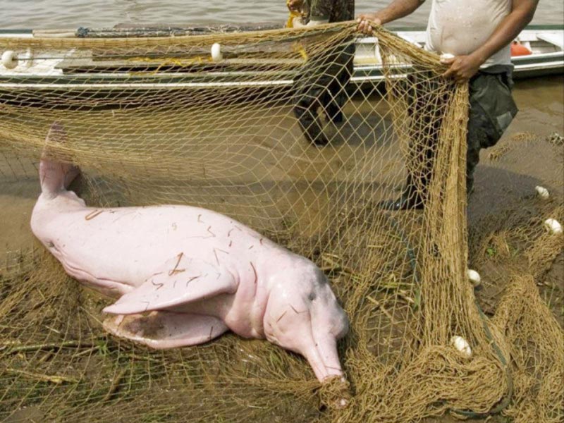 ¡HALLAN 110 DELFINES MUERTOS!