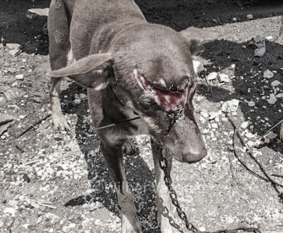 ¡EXIGEN JUSTICIA PARA "CHOCOLATE"! -FUE MACHETEADO POR ANDAR ECHÁNDOLE LOS PERROS A LA VECINA