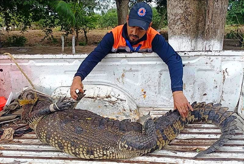 ¡ASEGURAN ENORME COCODRILO EN RANCHO DE MEDELLÍN! -Lo Tenían de Velador