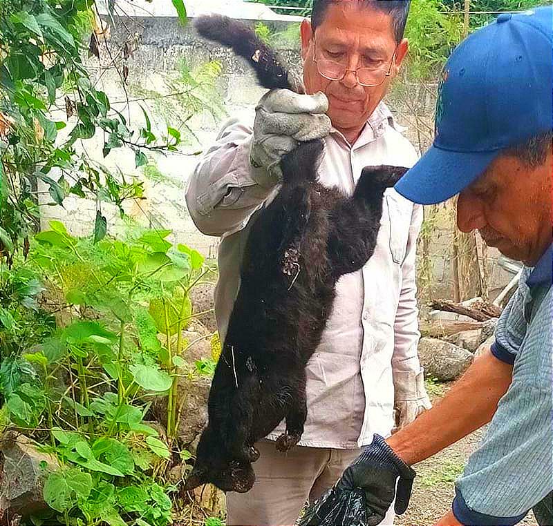 ¡ENVENENAN PERROS, GATOS Y TLACUACHES! -En Soledad de Doblado