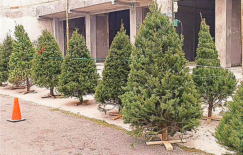 ¡SE DISPARAN LOS PINITOS! "...Se manejan con etiquetas y ya dependiendo del tamaño de los pinos es el precio”,