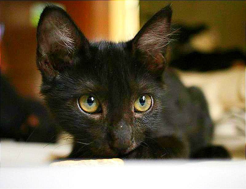 ¡QUE NO DEN GATOS NEGROS O BLANCOS EN ADOPCIÓN! -En halloween *Que son utilizados para "brujería" y "amarres"