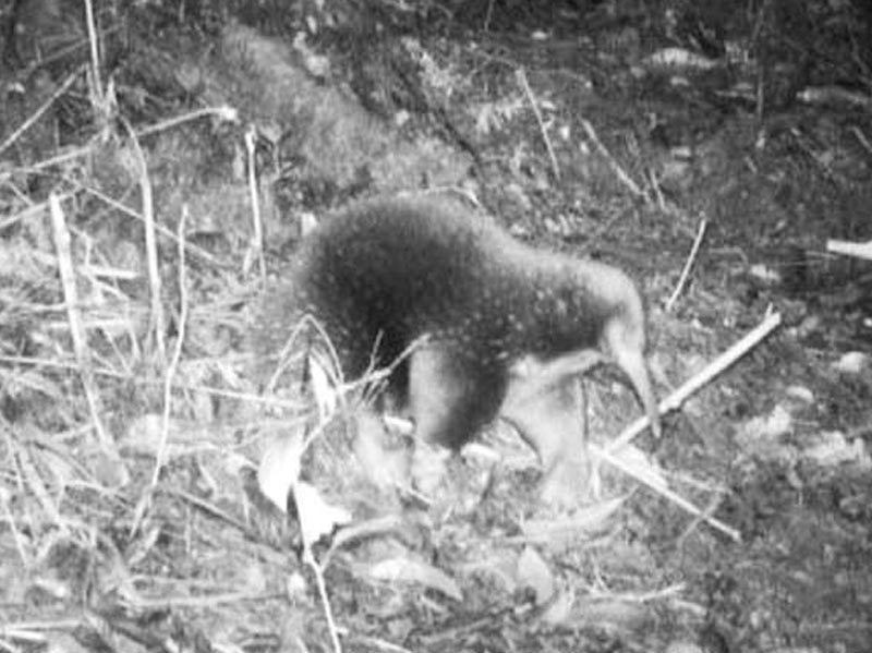 ¡CIENTÍFICOS REDESCUBREN A ANIMAL QUE SE CREÍA EXTINTO!