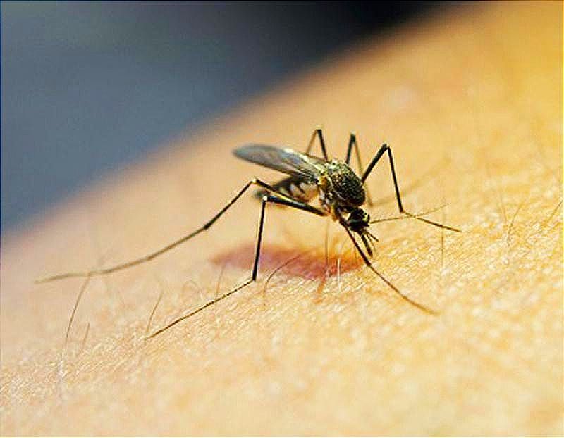 Se Dispara el Dengue -¡MÁS DE 8 MIL 500 CASOS! -En el caso de Teocelo se han acumulado 123 casos confirmados; en Orizaba suman 498, mientras que en Apazapan van 17 y en Naranjal 16.