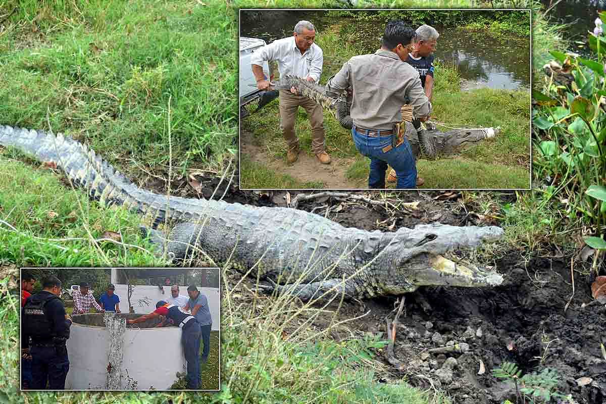 Cocodrilo se Aparece en el Patio de una Casa en La Calentura...