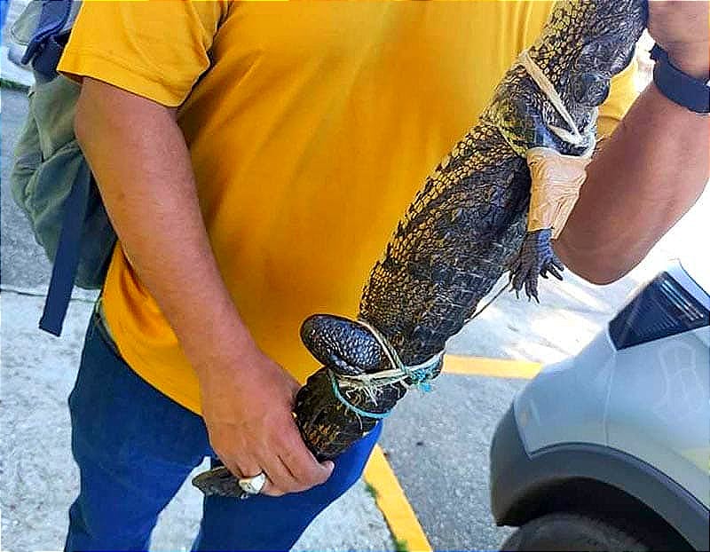 ¡ENCUENTRAN MINI-COCODRILO! *Este fin de semana, personal de Protección Civil Municipal de Coatzacoalcos, realizó el resguardo de un pequeño cocodrilo.