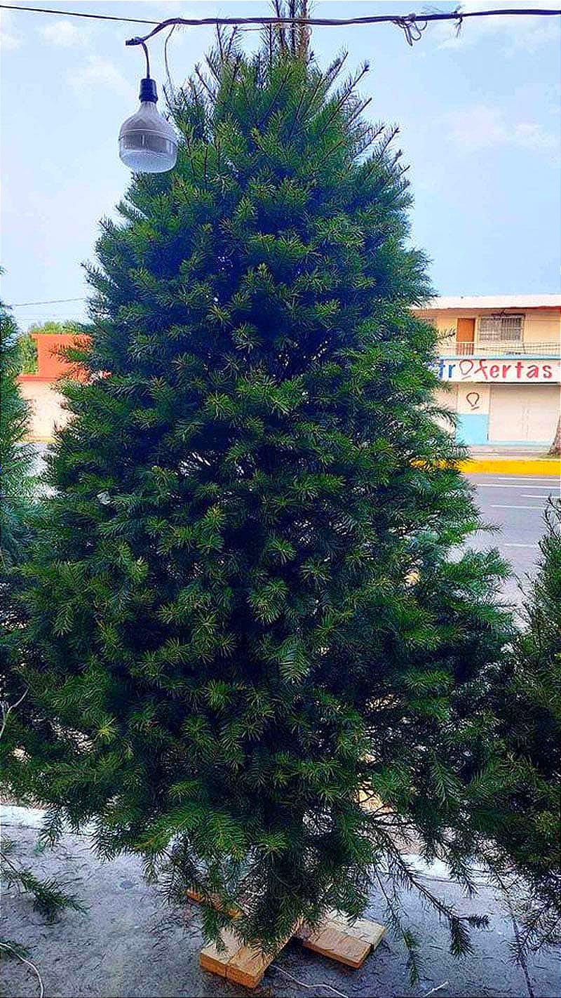 ¡NAVIDAD CARA! -*Pinos suben a mil 500 pesos, Luces, cena, menos vacaciones