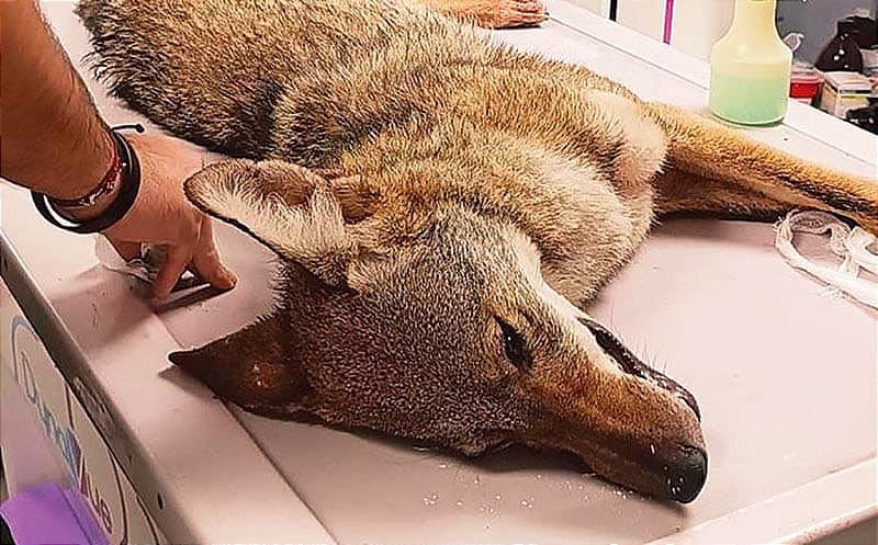 ¡HAY CRÍAS DE COYOTES! -*ATROPELLARON A UN CACHORRO EN LA BOCA DEL RÍO-ANTÓN LIZARDO * LA PAREJA DE EJEMPLARES YA TENDRÍA MANADA