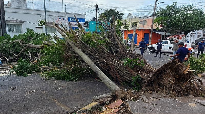 ¡NORTE EXPLOSIVO! -*MÁS DE 11 ÁRBOLES CAÍDOS O A PUNTO DE CAER; DOS POSTES DE TELEFONÍA, CINCO LUMINARES, 5 LÁMINAS...