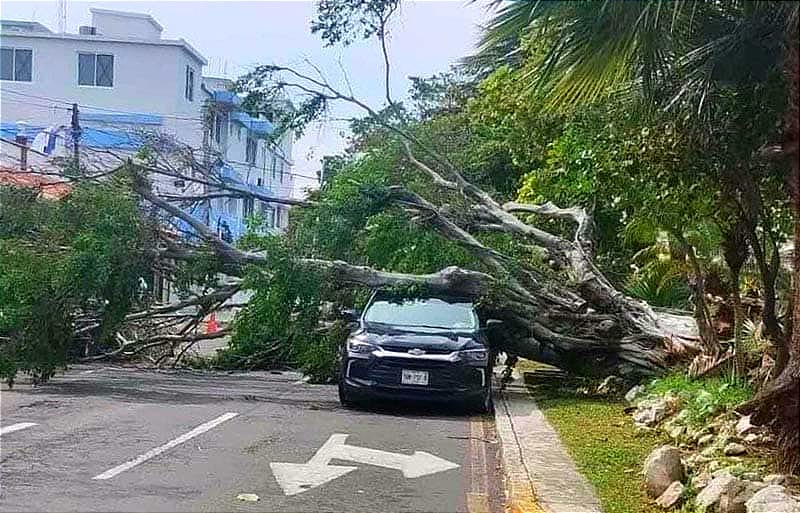 ¡FRENTE FRÍO DERRIBA MEGA ÁRBOL QUE APLASTA DOS VEHÍCULOS!