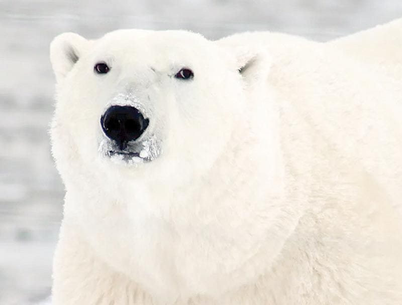 ¡OSO POLAR MUERE POR GRIPE AVIAR EN ALASKA!