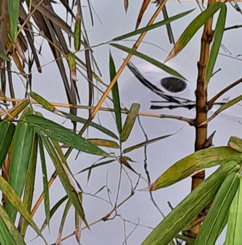 ¡LOCALIZAN CADÁVER FLOTANDO EN EL ESTERO EN TUXPAN!