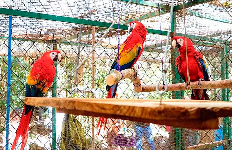 ¡SE LLEVAN 3 GUACAMAYAS! - |BUSCAN VOLVER A POBLAR LA ZONA