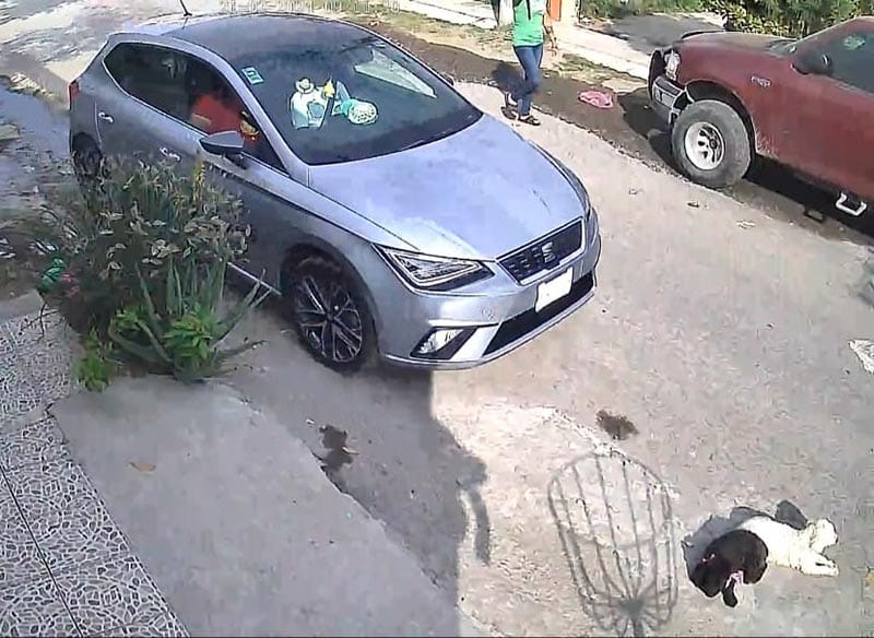 ¡ATROPELLAN A PERRITOS UNO PERDIÓ LA VIDA! - |Al ver el video los vecinos quedaron indignados y afirmaron que pudo ser intencional