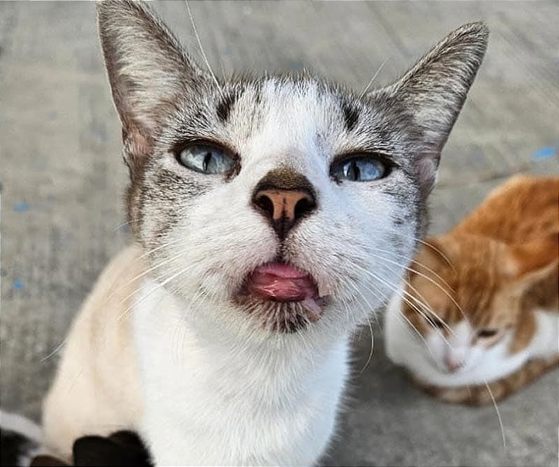 ¡DESAPARICIÓN MASIVA DE GATOS EN EL ITBOCA! -Estudiantes los trataban como parte de la comunidad, piensan se trate de un exterminio...