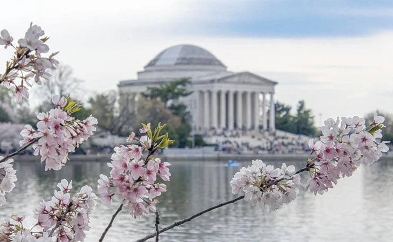 ¡LOS CEREZOS DE JAPÓN EN ESTADOS UNIDOS!