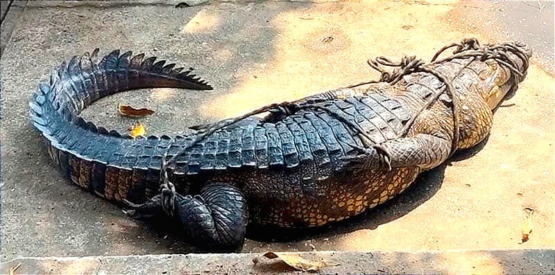 ¡CAZAN A “GODZILLA”! - "Procuren Que Sus Mascotas se Alejen, los Niños, Retirarse a sus Domicilios"