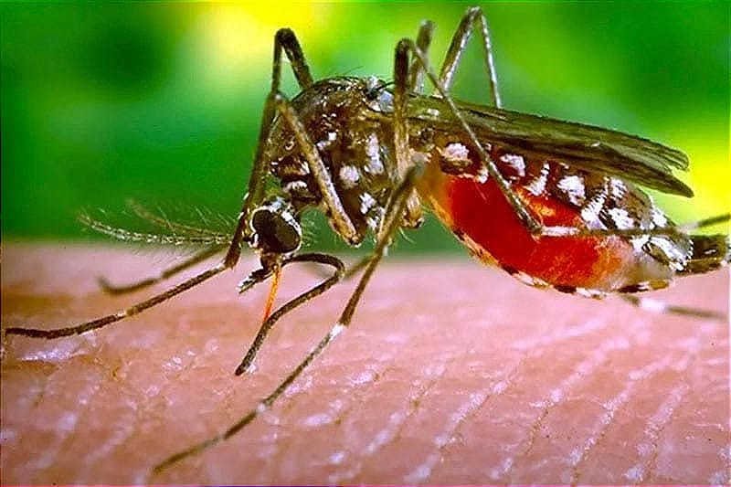 ¡PRIMER CASO DE ZIKA EN 2024!