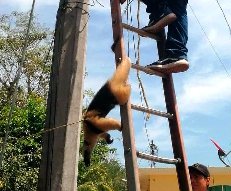 ¡RESCATAN A OSO HORMIGUERO EN TIHUATLÁN!