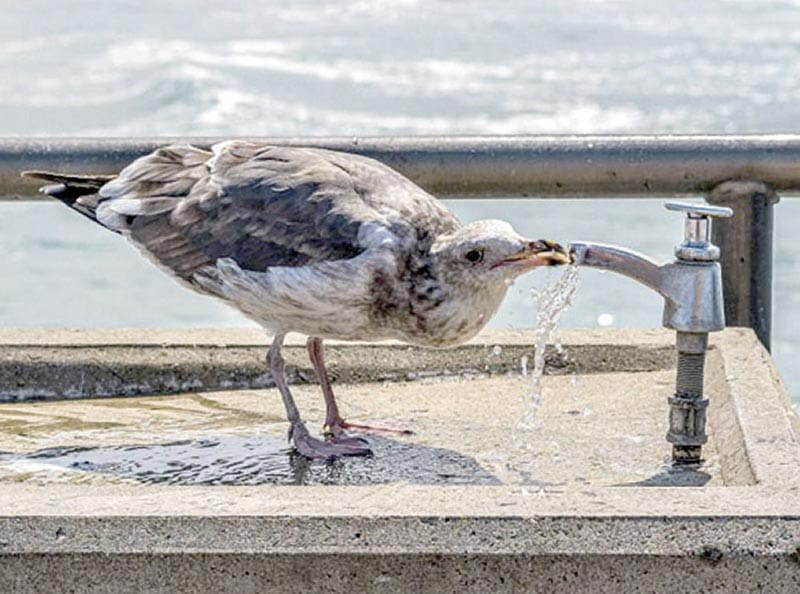 ¡“SUSTANCIAS QUÍMICAS DEL AGUA DEBEN ELIMINARSE PARA SIEMPRE”! - YA SE ENOJÓ ESTADOS UNIDOS