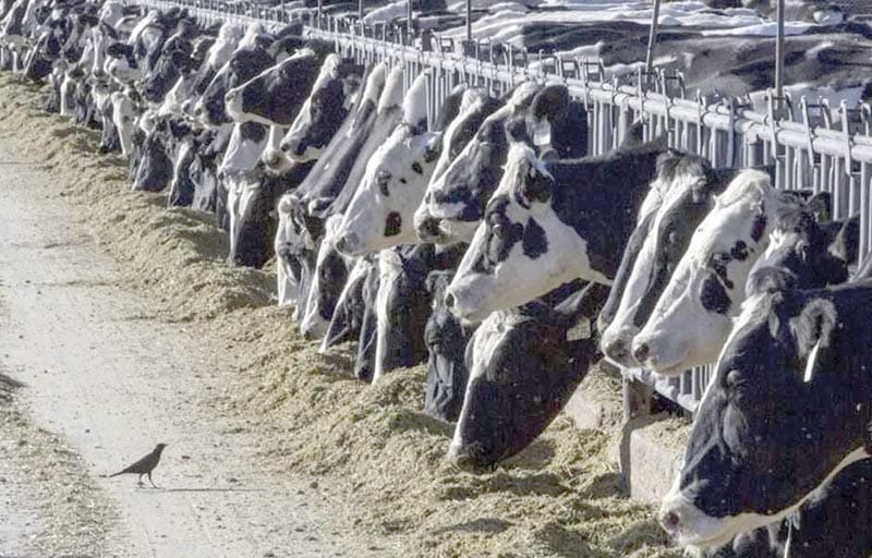 ¡AFECTA GRIPE AVIAR A VACAS, GALLINAS Y HUMANOS EN TEXAS!