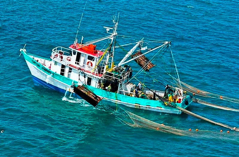 ¡VEDA DEL CAMARÓN! - *Golfo de México y Mar Caribe