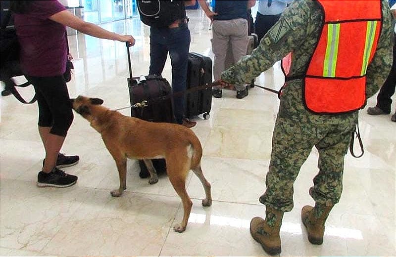 ¡PASAN EL BINOMIO CANINO! - *BUSCAN DE TODO EN EL AEROPUERTO!