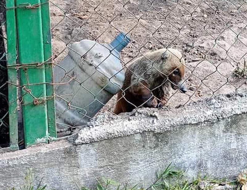 ¡DENUNCIAN MALTRATO ANIMAL EN EL TECNOLÓGICO DE TIERRA BLANCA! - *EXPUESTOS AL SOL, SIN AGUA Y ALIMENTO