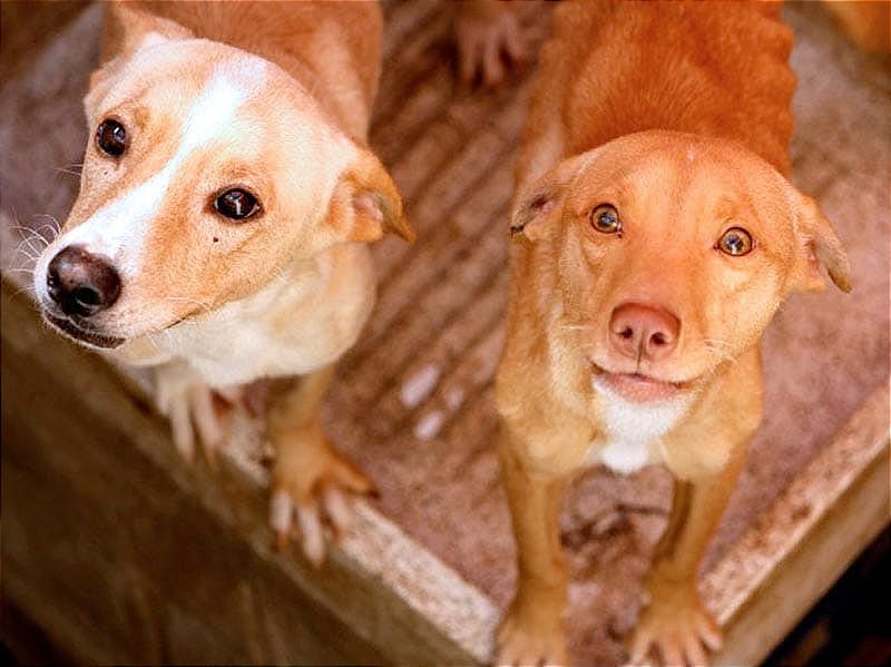 ¡PELIGRAN LOS PERROS Y GATOS EN LAS AZOTEAS!