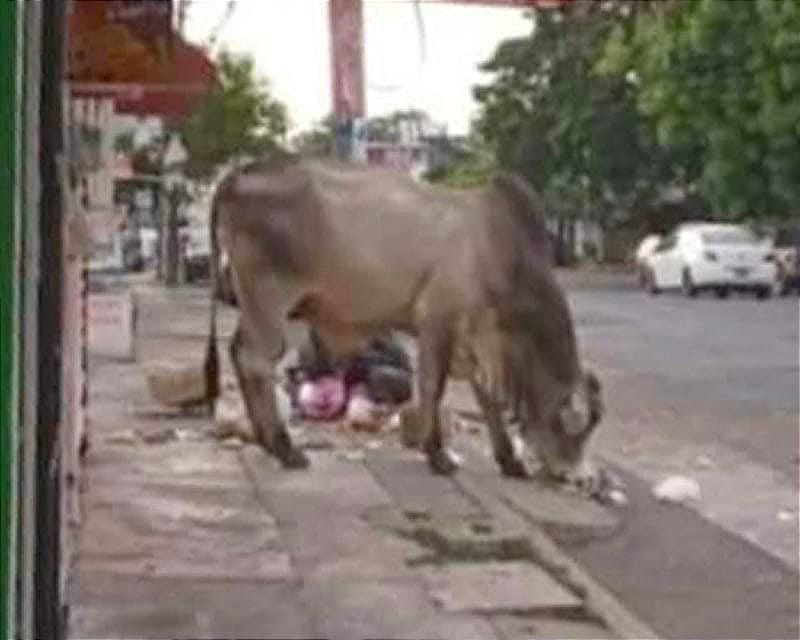 ¡SE SUELTA UN TORO EN RÍO MEDIO! - *Río Yaqui esquina con Víctor Sánchez Tapia