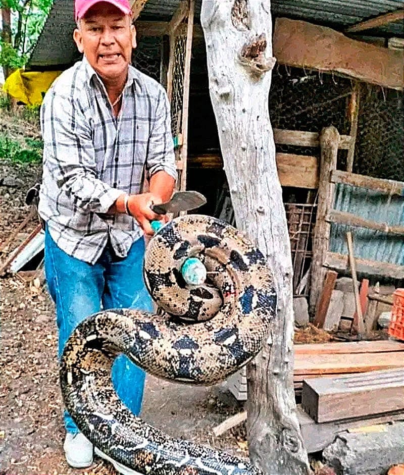 ¡SE ESTABA DESPACHANDO A LAS GALLINAS!