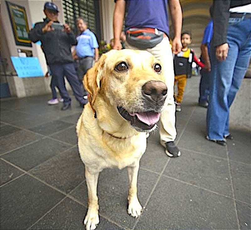 ¡NO QUIEREN QUE ECHEN A LA CALLE A 300 PERROS Y GATOS DEL ALBERGUE “ADA AZUL”!