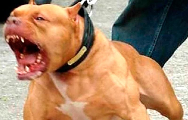 ¡PERRO PITBULL ATACÓ A ANTROPÓLOGA EN COSTA DORADA!