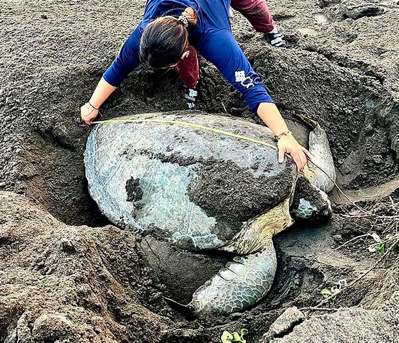 ¡TORTUGA GIGANTE! - *PUSO 135 HUEVOS Y REGRESÓ AL MAR