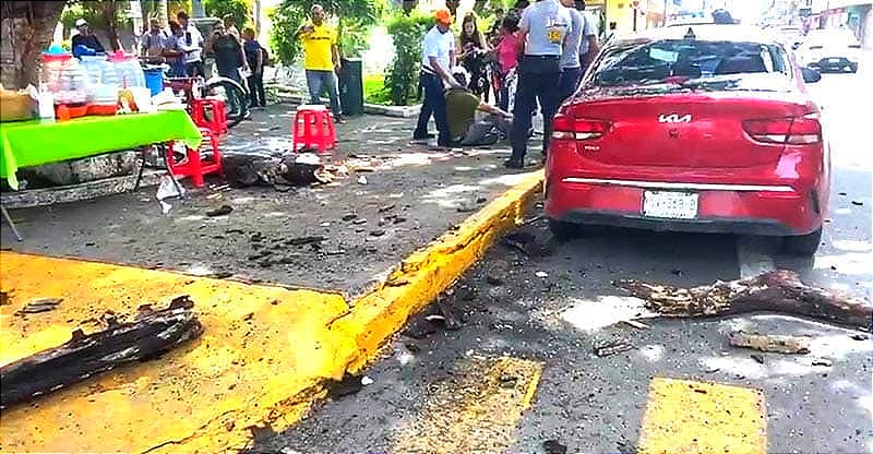 ¡CAE RAMA DE ÁRBOL Y HIERE A DOS PERSONAS! - COMÍAN TACOS EN EL PARQUE A LA MADRE