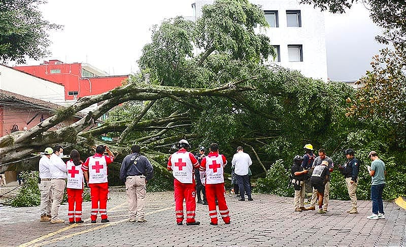 ¡SE LES VINO ENCIMA ÁRBOL DE 18 METROS!