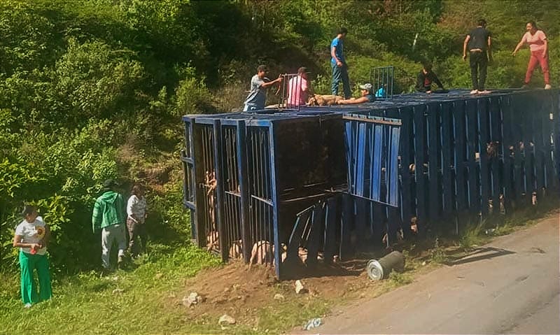 ¡RAPIÑA DE CERDOS POR VOLCADURA EN ACULTZINGO! - *EN MENOS DE UNA HORA