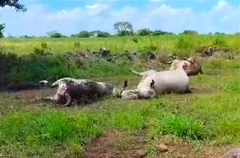 ¡MUERTE SIMULTÁNEA DE 15 VACAS! - *Paso del Macho, pudo ser un rayo