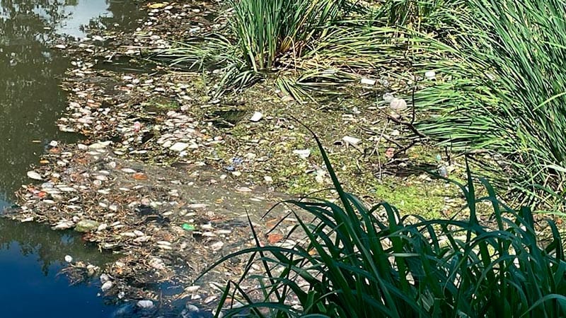 ¡ECOCIDIO EN LOS PINOS! - *Rebatinga por un policía detenido que había denunciado una mortandad de peces