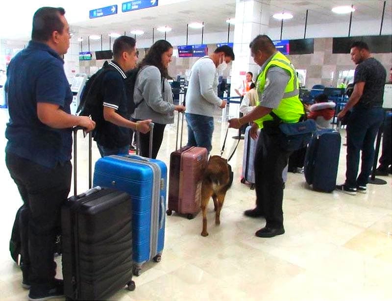 ¡LE METEN BINOMIO CANINO A LAS MALETAS EN EL AEROPUERTO!