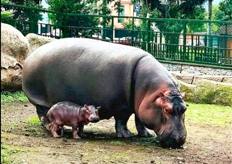 ¡GLORIA Y TYSON YA SON PADRES! - RESERVA ANIMAL DE ORIZABA