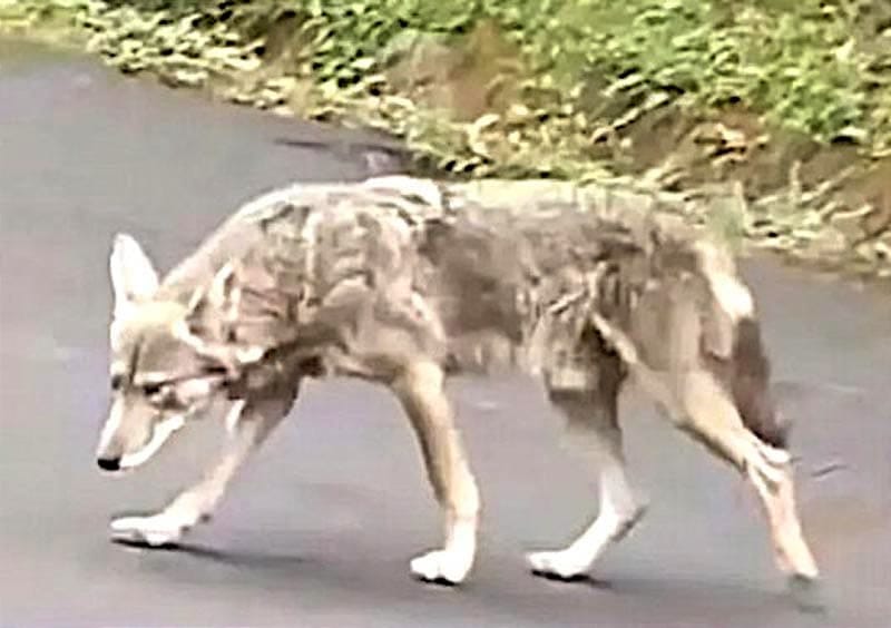 ¡OTRA VEZ CAPTAN A COYOTE EN CERRO DE LA GALAXIA!