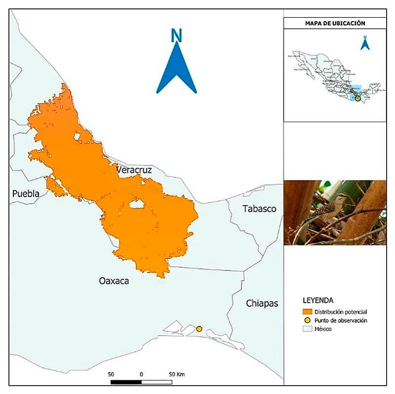 ¡TENEMOS LA MATRACA VERACRUZANA! - *CAMPYLORHYNCHUS RUFINUCHA *LE DAN SU NOMBRE LOS CIENTÍFICOS