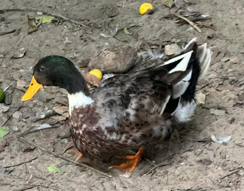 ¡SE ROBAN UN PATO DE COLLAR!